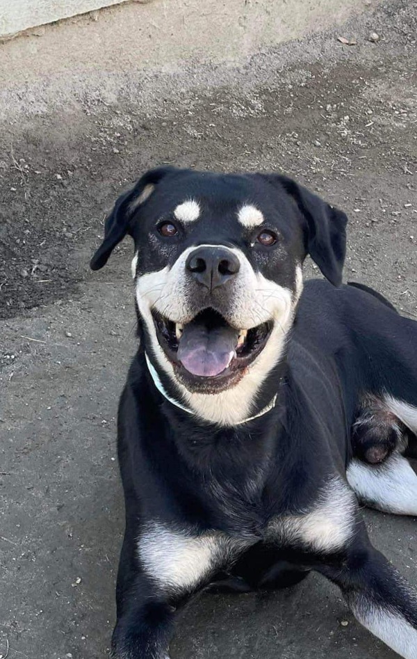 R259253/ Buddy
