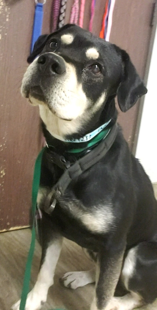 R259253/ Buddy