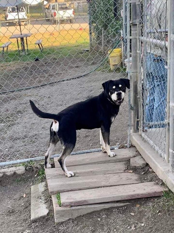 R259253/ Buddy