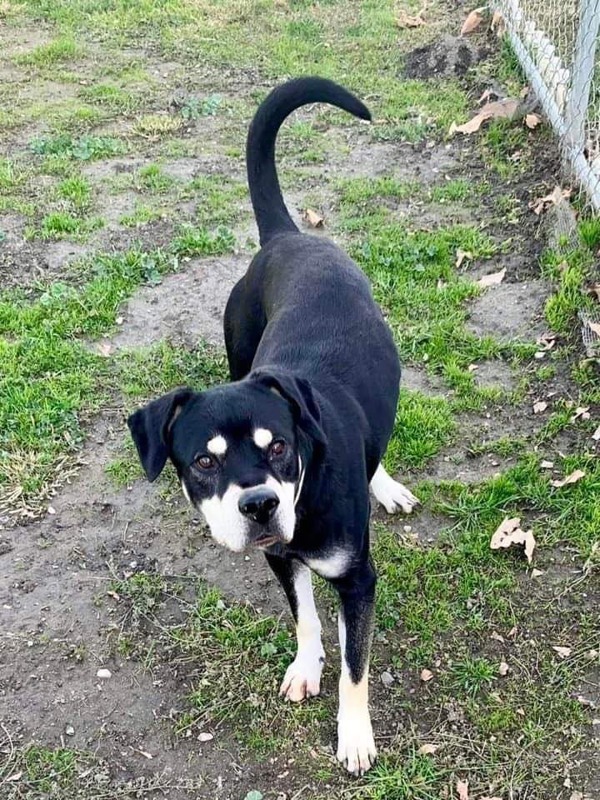 R259253/ Buddy
