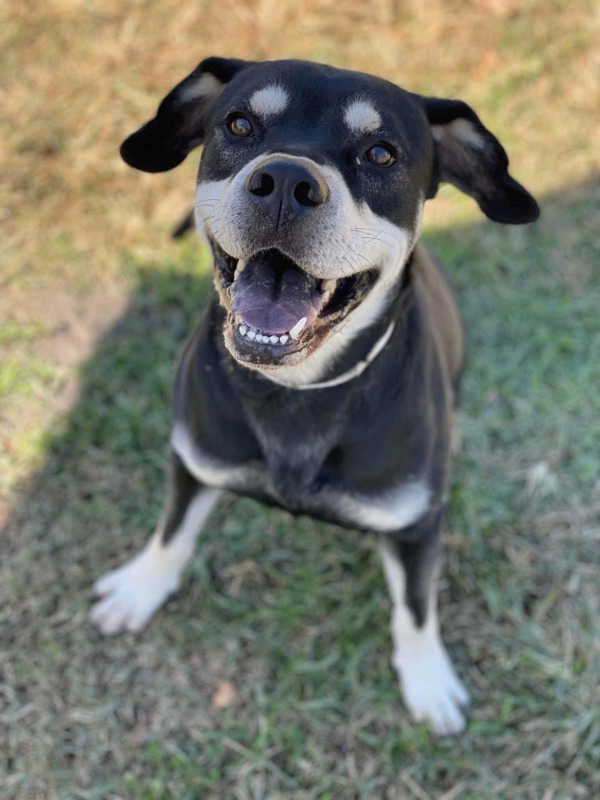 R259253/ Buddy