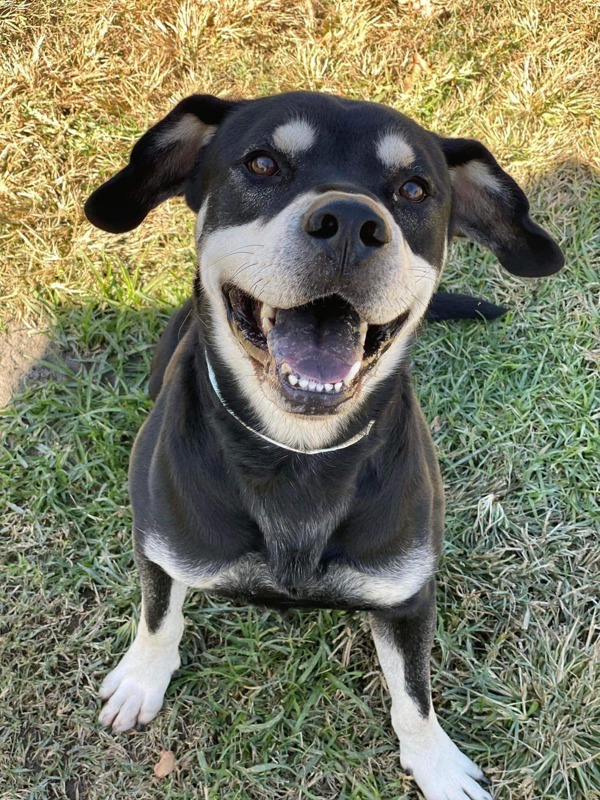 R259253/ Buddy