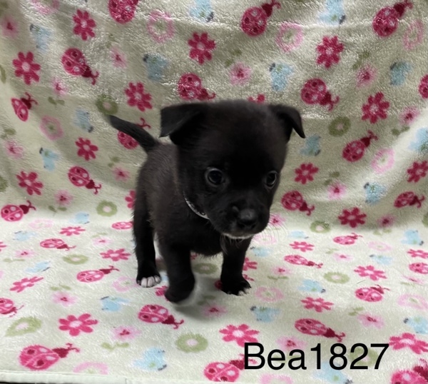 Bea1827/ Rose