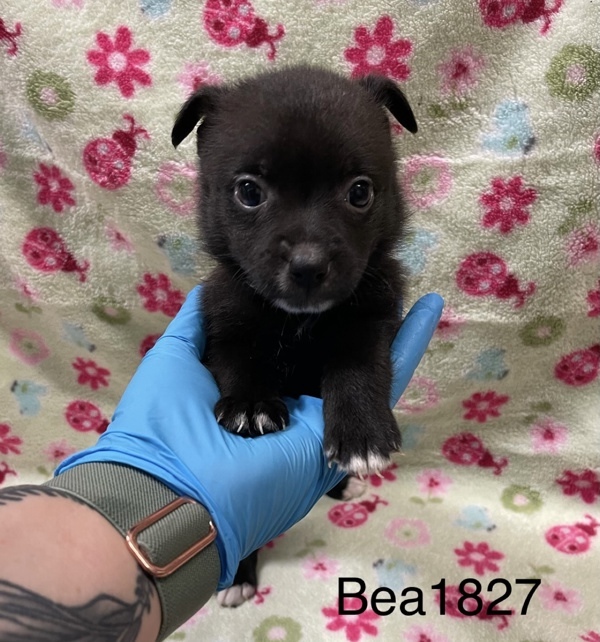 Bea1827/ Rose