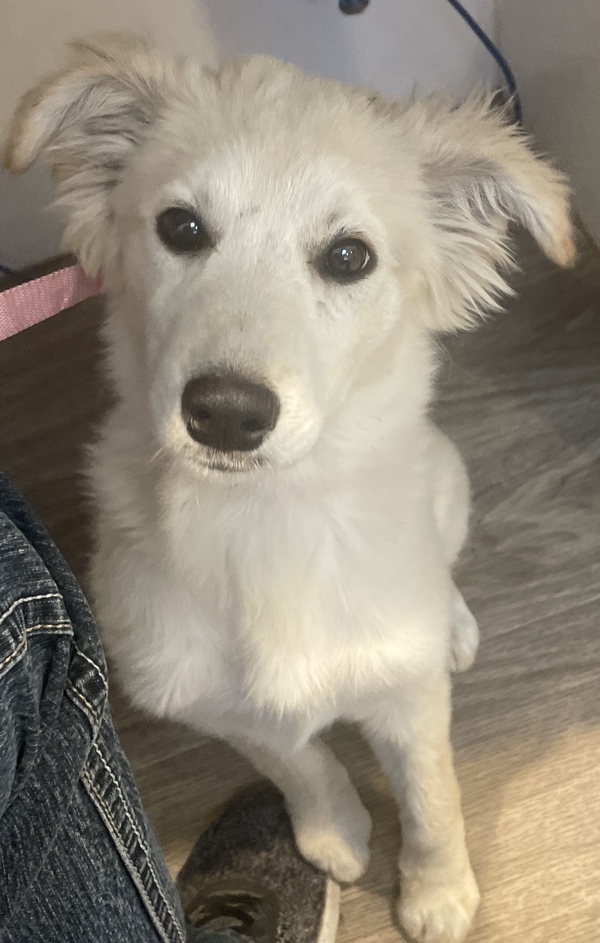 R260490/ Callie