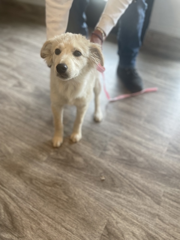 R260490/ Callie