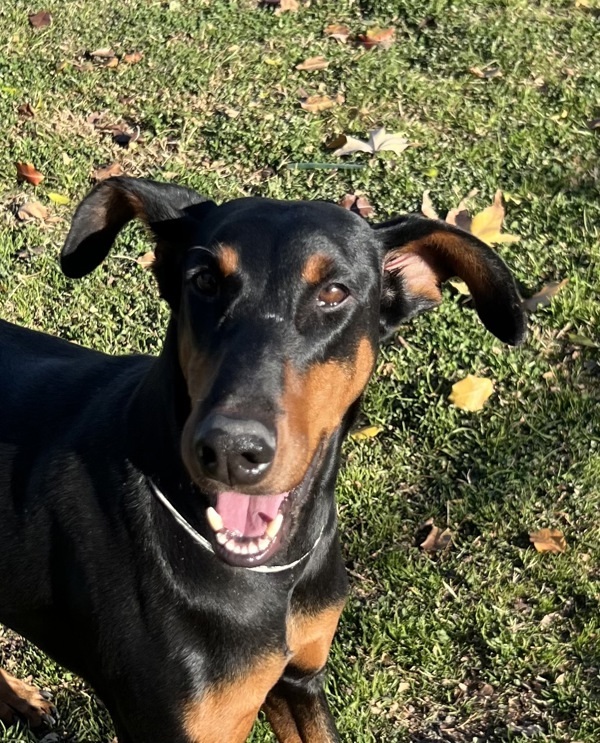 R260489/ Marley