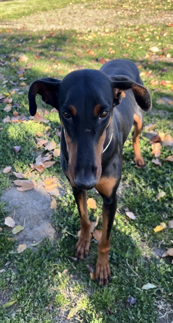 R260489/ Marley