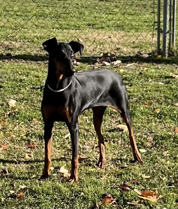R260489/ Marley