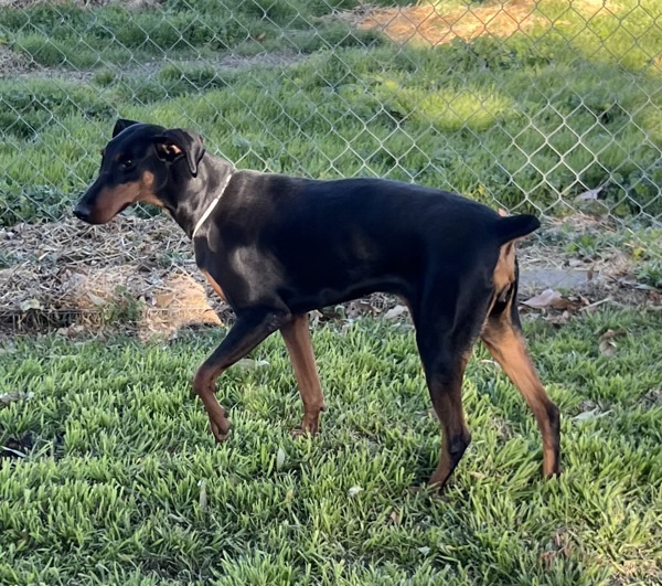 R260489/ Marley