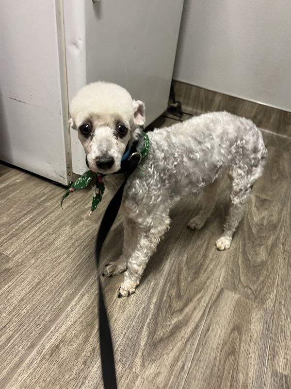 R260944/ Afv709378/ Sherman, an adoptable Poodle in San Jacinto, CA, 92582 | Photo Image 1