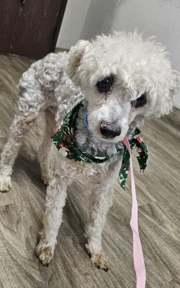 R260944/ Afv709378/ Sherman, an adoptable Poodle in San Jacinto, CA, 92582 | Photo Image 2