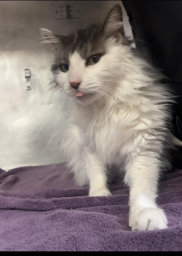 R260487/ Purrcy