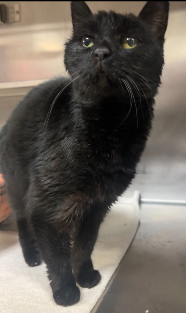 R260466/ Cleocatra