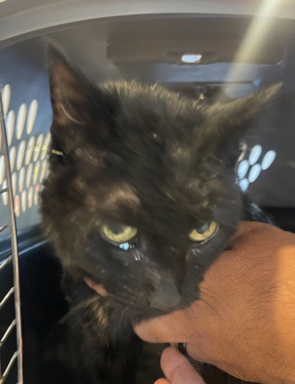 R260466/ Cleocatra