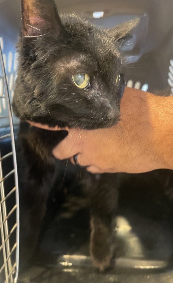 R260466/ Cleocatra