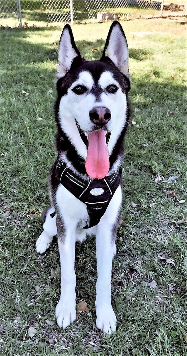 R259109/ Bolt