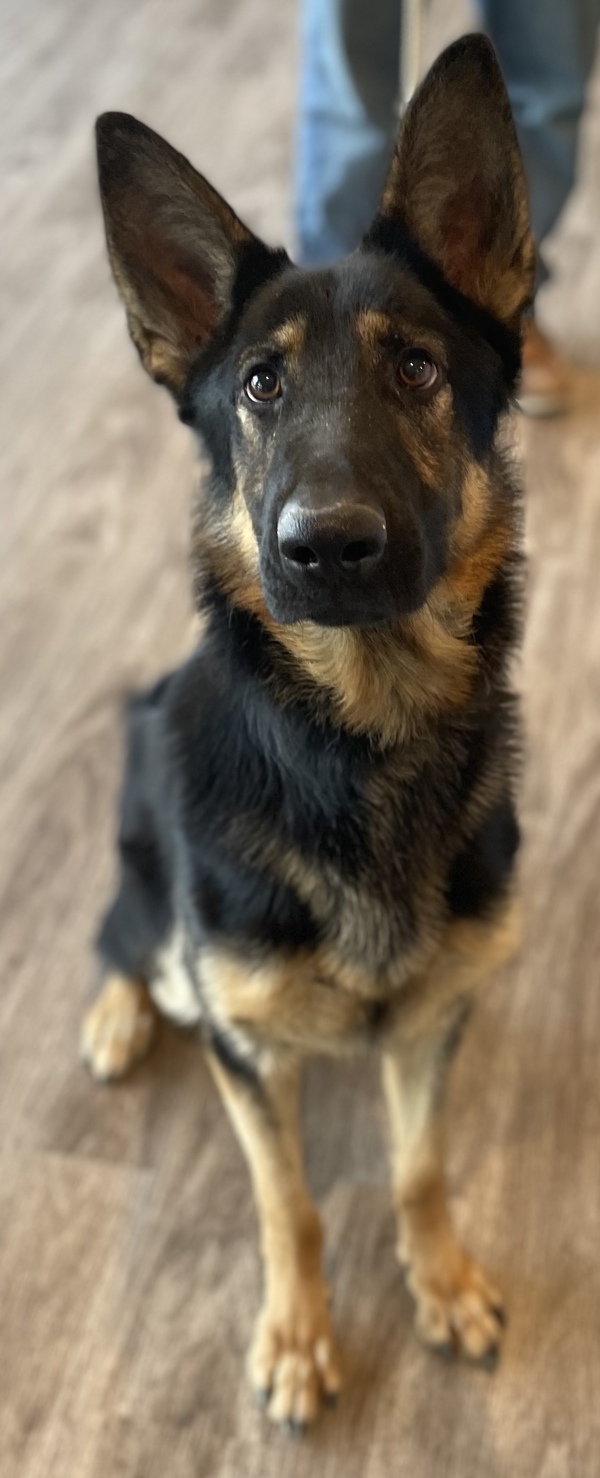 R260887/ Rex