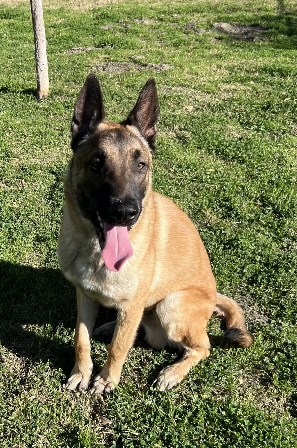R260474/ Hans