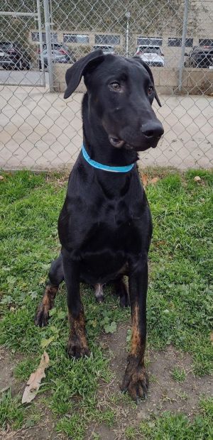 R260482 / Cole, Adult Male Doberman Pinscher