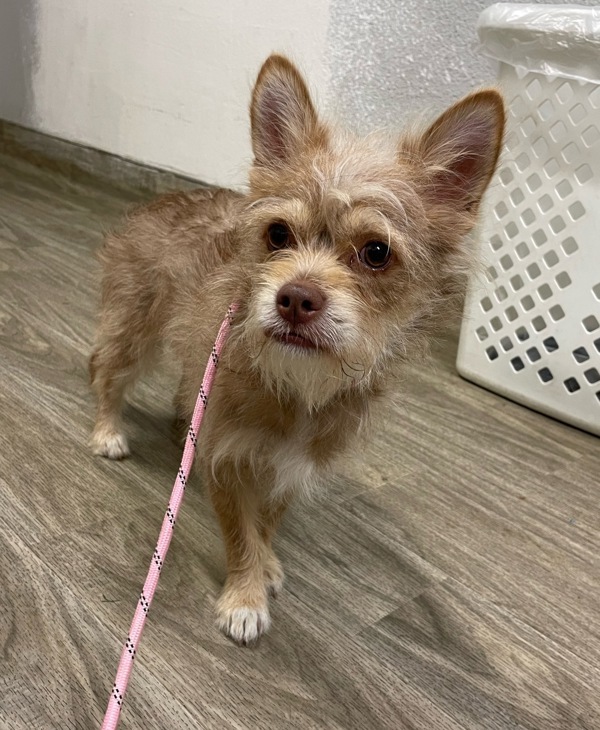 R260949/ Rosco