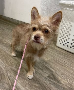 R260949/ Rosco, Adult Male Terrier