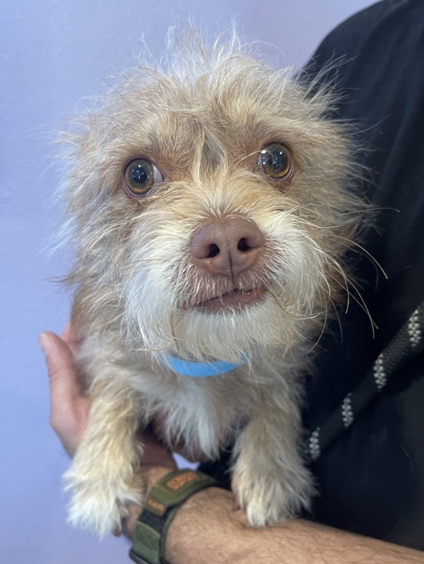R260949/ Rosco