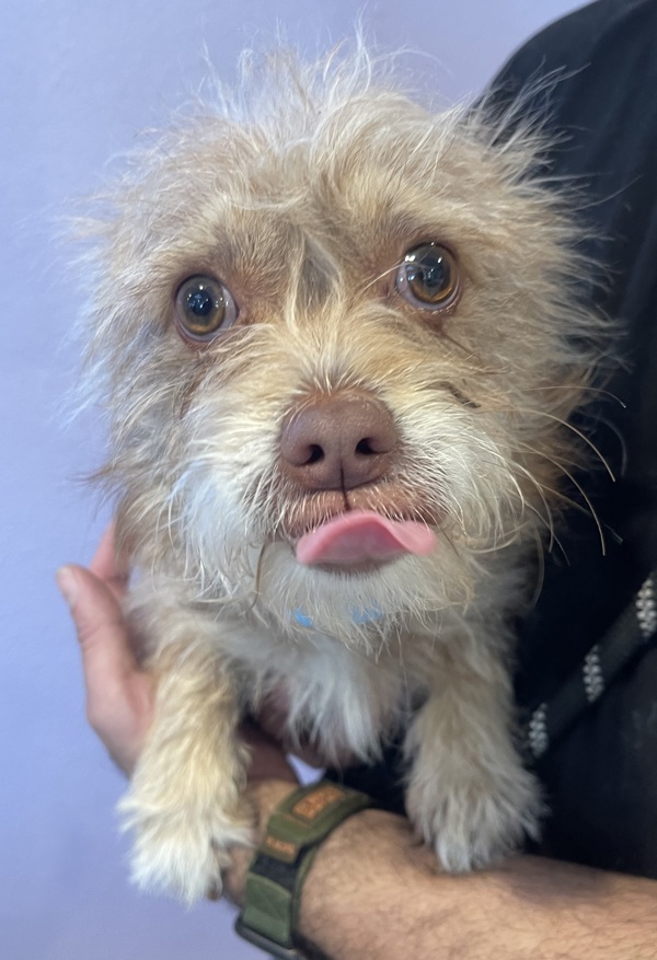 R260949/ Rosco