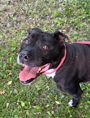 Hs256292/ Roxy, Senior Female Pit Bull Terrier