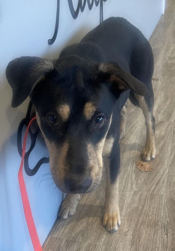 R260872/ Belle