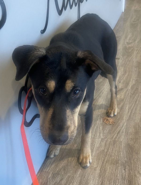 R260872/ Belle