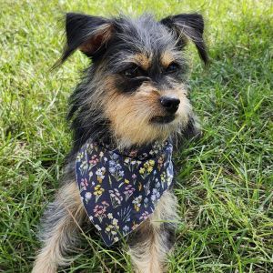 Coco Isa Terrier Dog