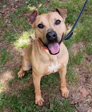 Pringle, Adult Male Labrador Retriever