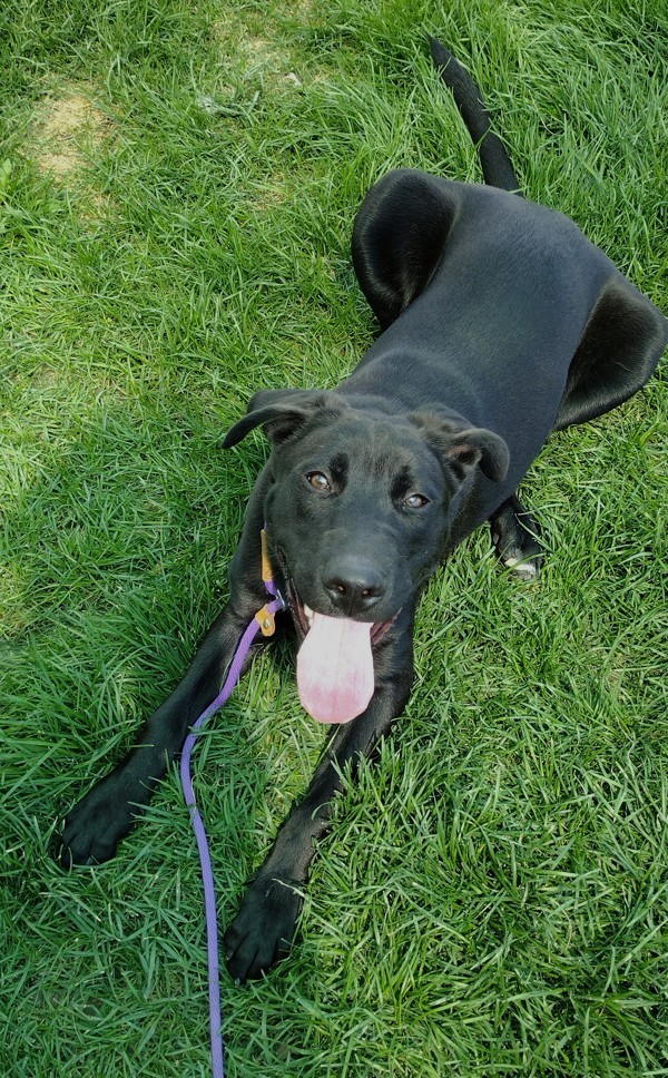 Haymitch 42367, an adoptable Labrador Retriever in Pocatello, ID, 83205 | Photo Image 1