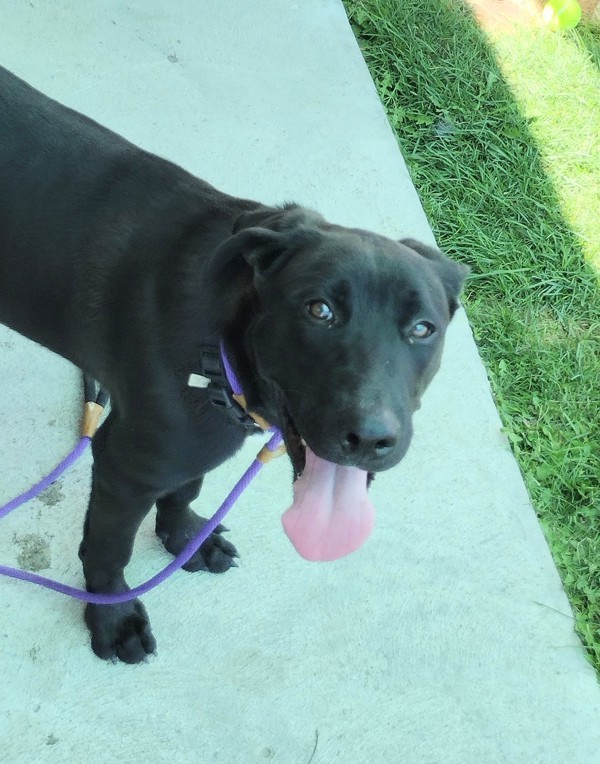 Haymitch 42367, an adoptable Labrador Retriever in Pocatello, ID, 83205 | Photo Image 2