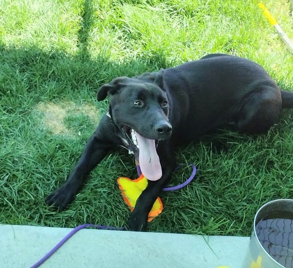 Haymitch 42367, an adoptable Labrador Retriever in Pocatello, ID, 83205 | Photo Image 3