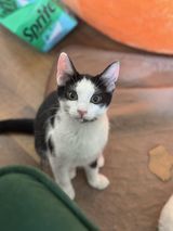 Bologna, Young Male Domestic Short Hair