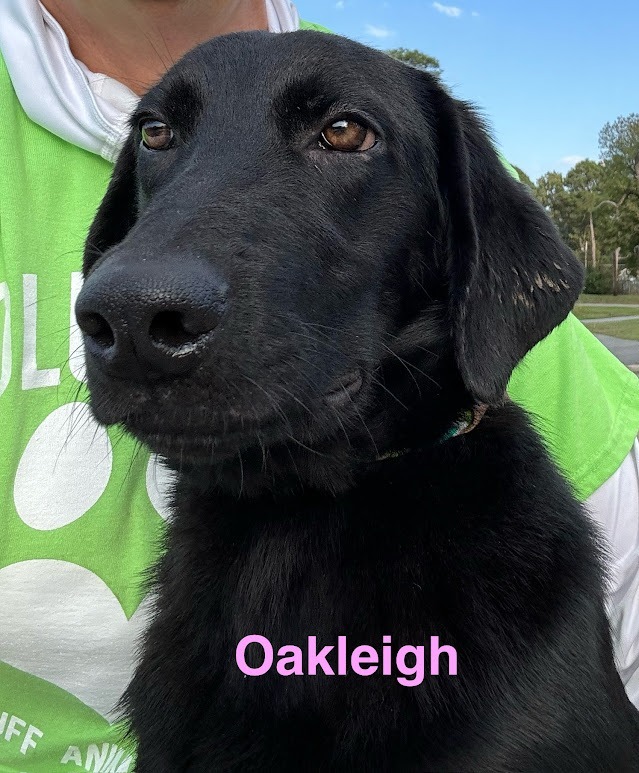 Oakleigh (oakwood rd) 5