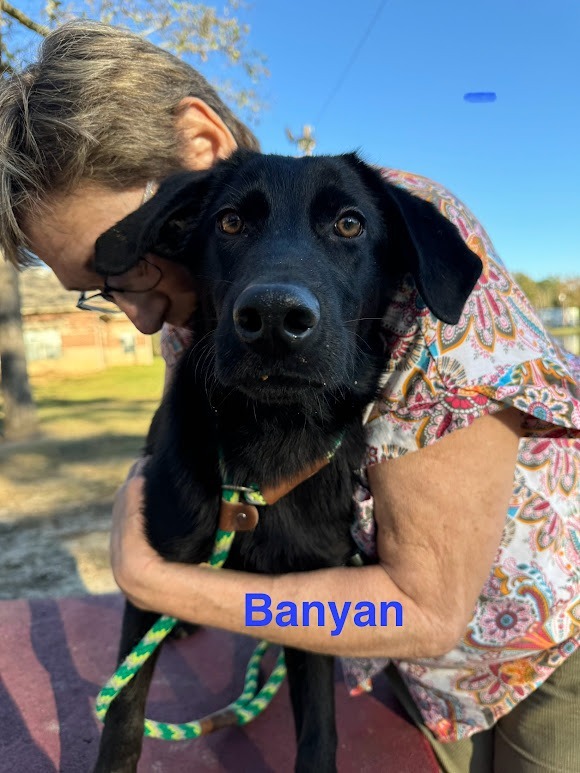 Banyan (oakwood rd) 5