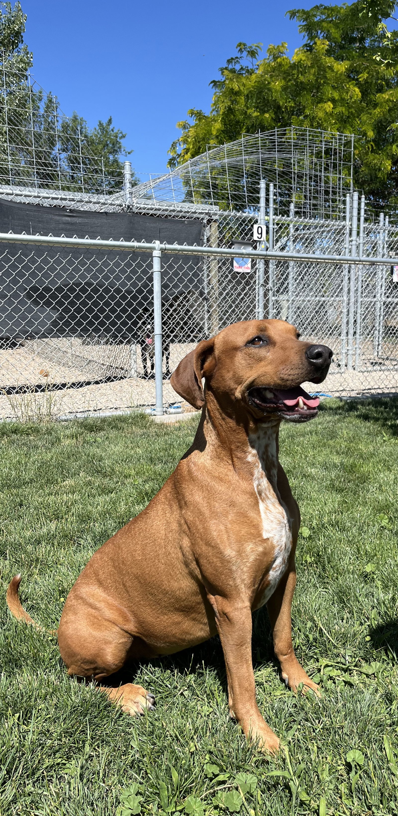 Rita, an adoptable Mixed Breed in Emmett, ID, 83617 | Photo Image 1