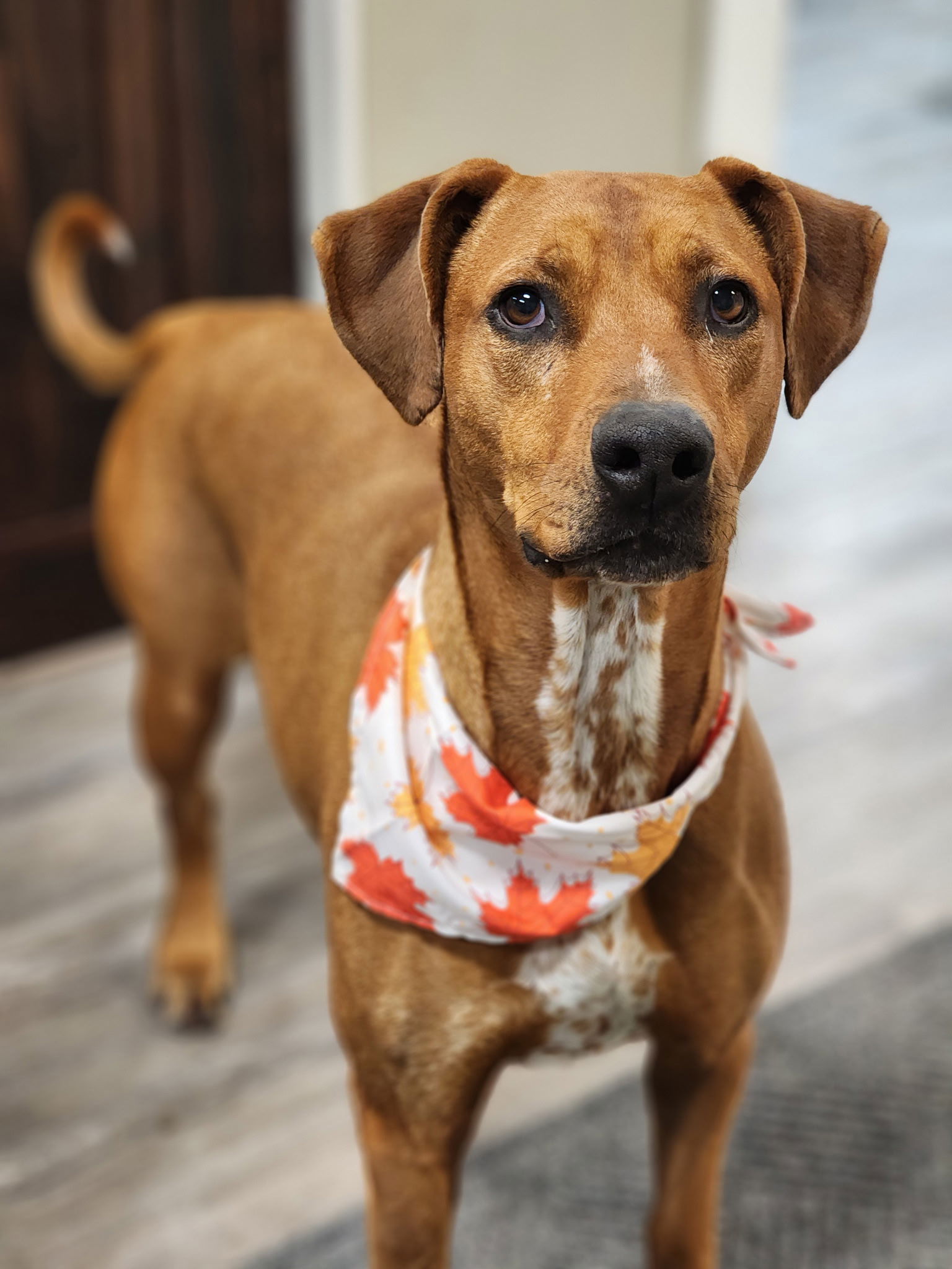 Rita, an adoptable Mixed Breed in Emmett, ID, 83617 | Photo Image 1