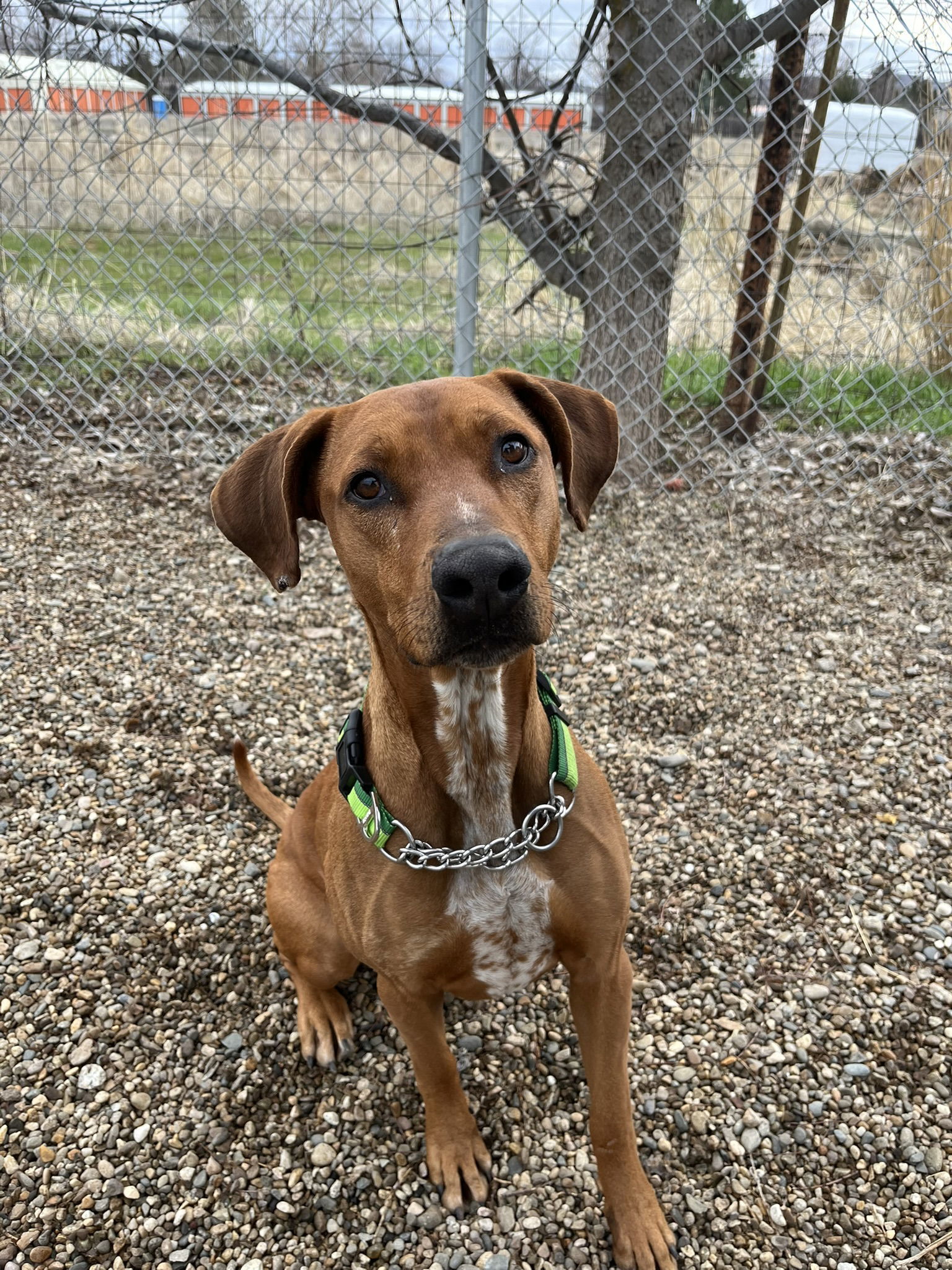Rita, an adoptable Mixed Breed in Emmett, ID, 83617 | Photo Image 2