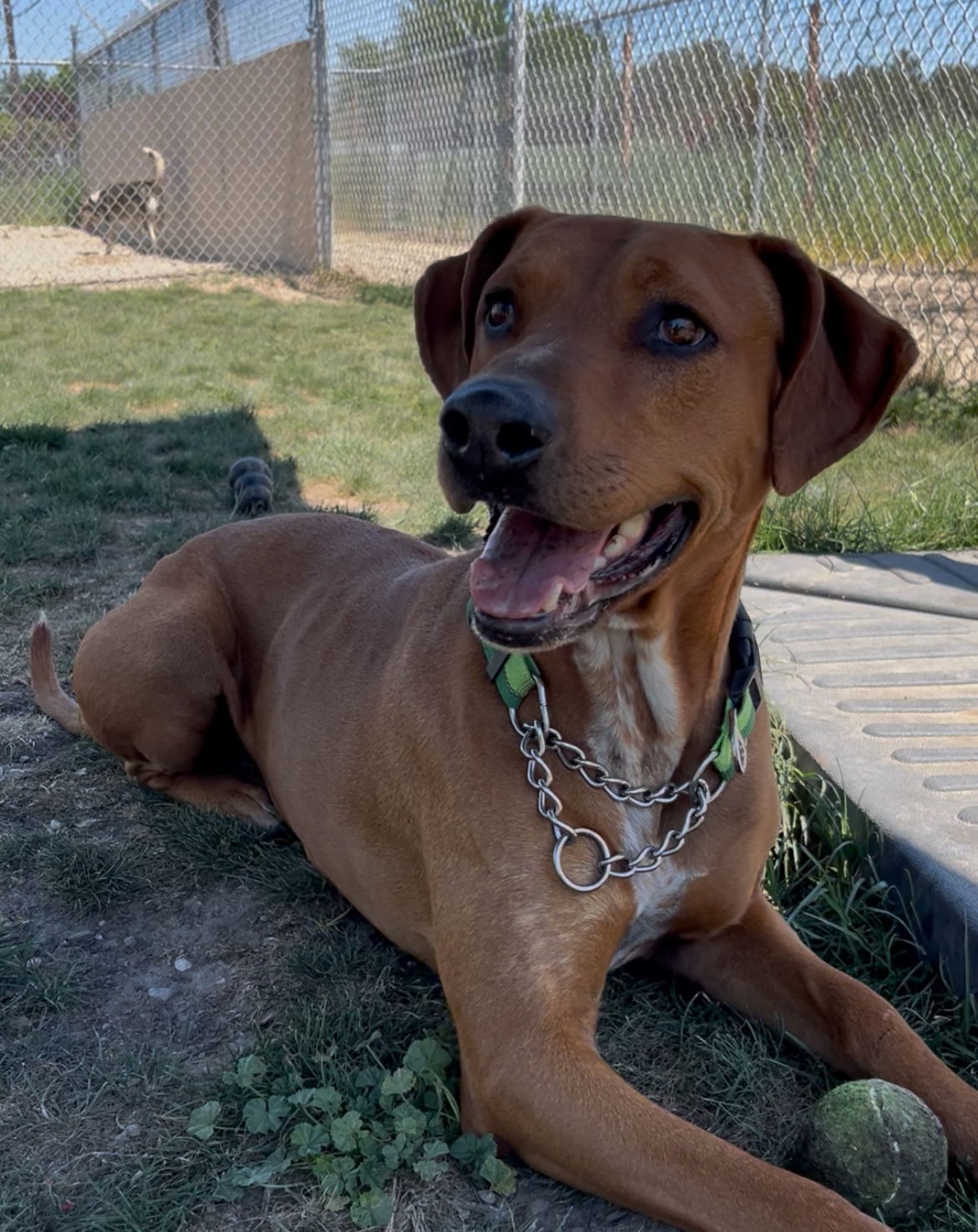 Rita, an adoptable Mixed Breed in Emmett, ID, 83617 | Photo Image 2