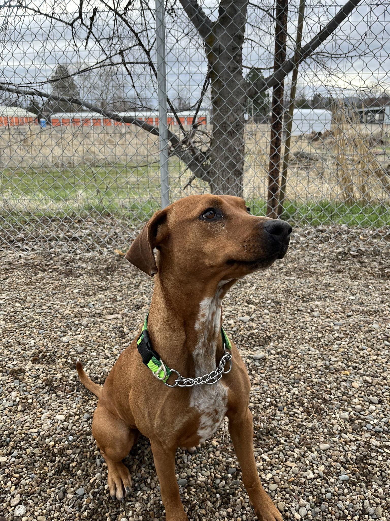 Rita, an adoptable Mixed Breed in Emmett, ID, 83617 | Photo Image 3