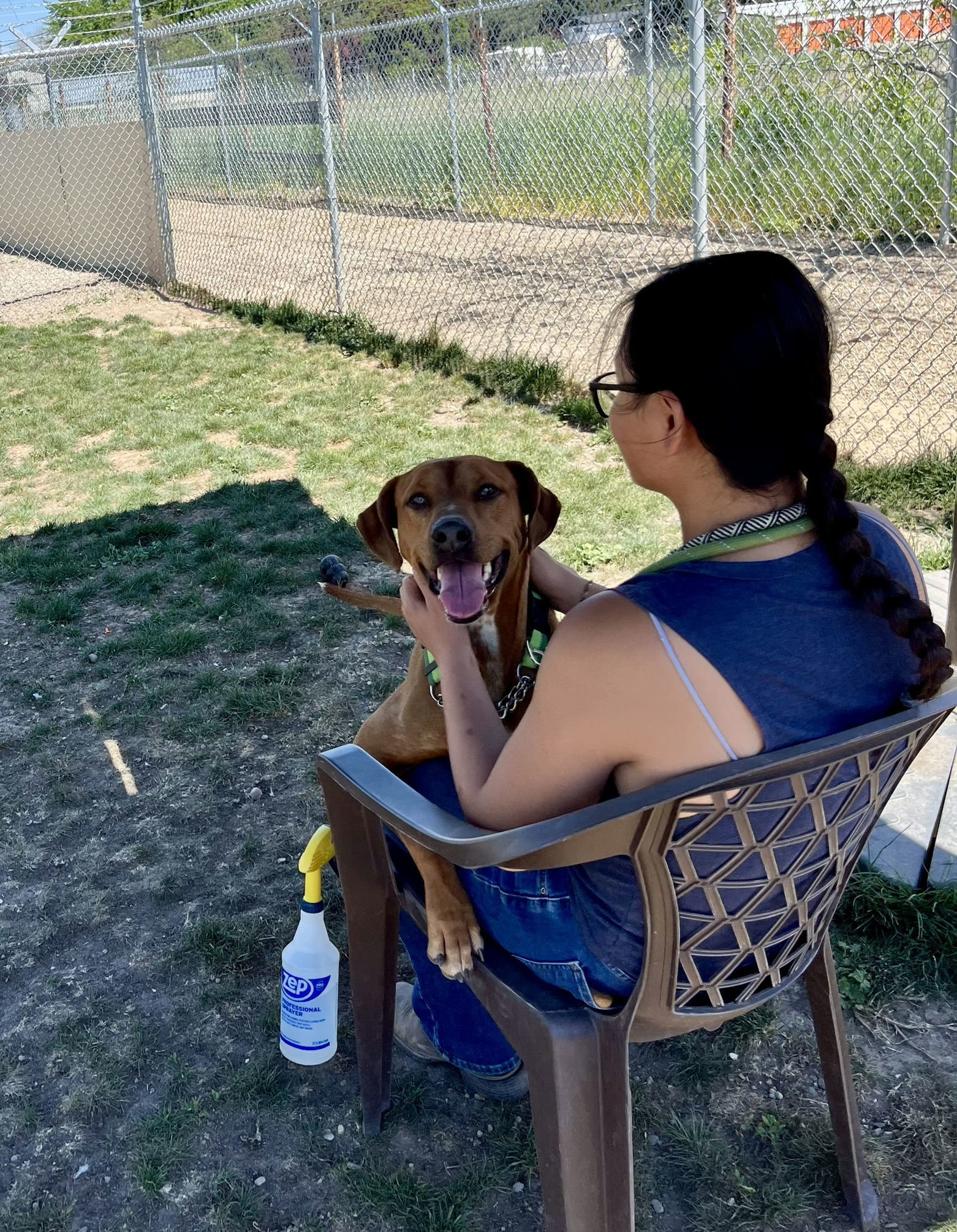Rita, an adoptable Mixed Breed in Emmett, ID, 83617 | Photo Image 3