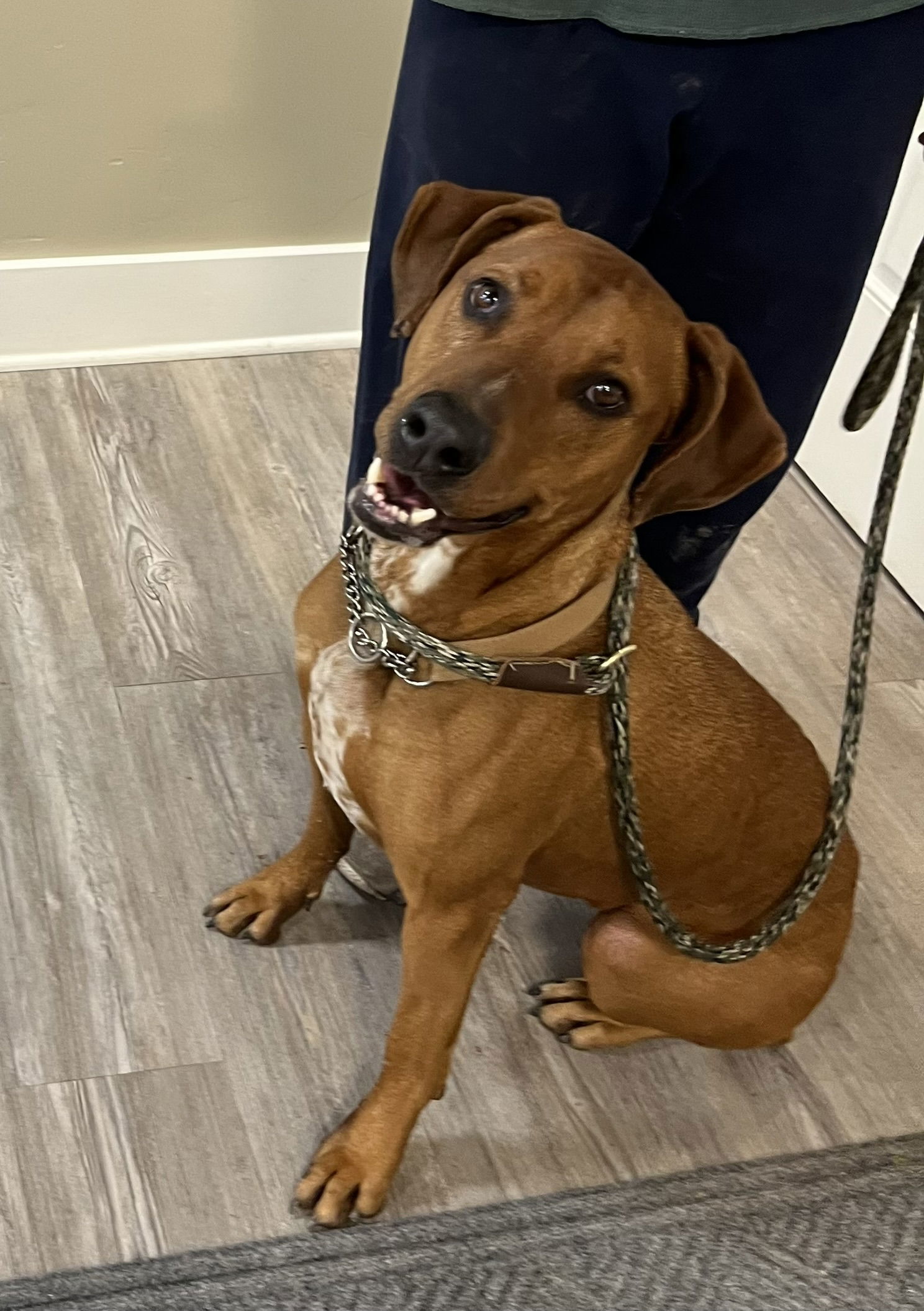 Rita, an adoptable Mixed Breed in Emmett, ID, 83617 | Photo Image 3