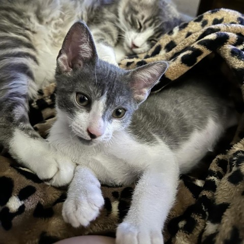 Meter, an adoptable Domestic Short Hair in Abilene, TX, 79602 | Photo Image 1