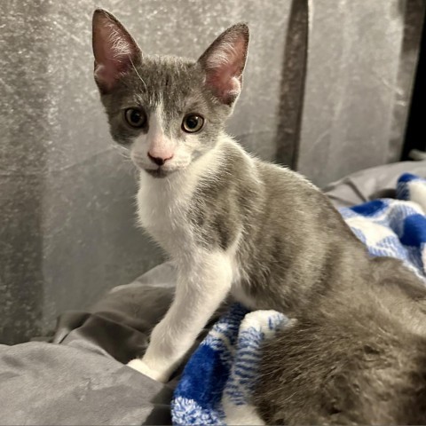 Meter, an adoptable Domestic Short Hair in Abilene, TX, 79602 | Photo Image 2