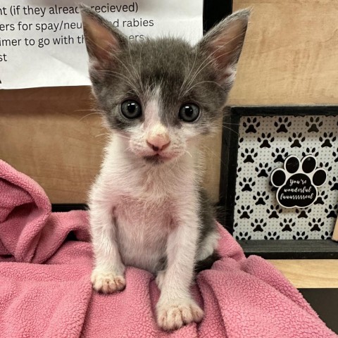 Meter, an adoptable Domestic Short Hair in Abilene, TX, 79602 | Photo Image 3