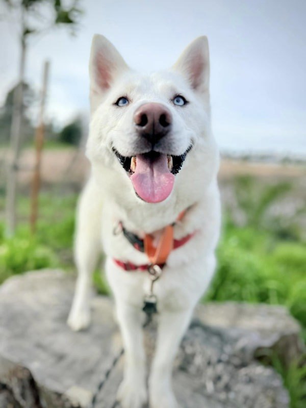 Finley